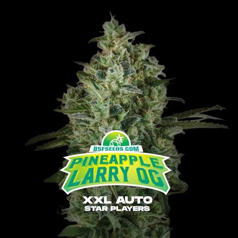 PINEAPPLE LARRY OG XXL AUTO - BSF
