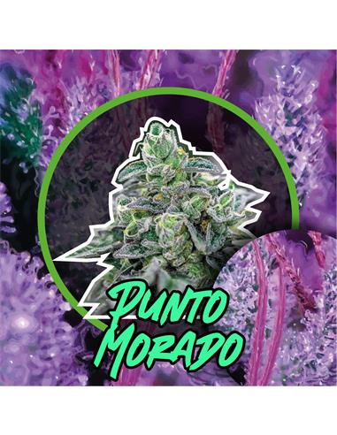 PUNTO MORADO AUTO X1 - DELIRIUM SEEDS