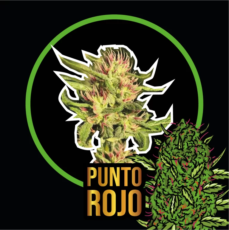 PUNTO ROJO AUTO X1 - DELIRIUM SEEDS