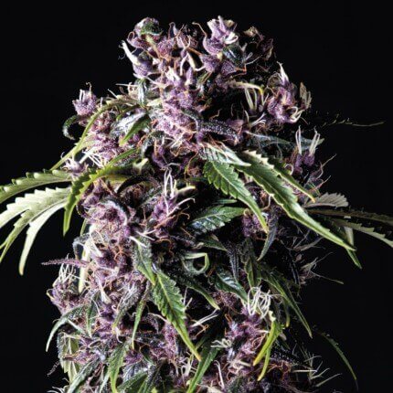 PURPLE FEM - PYRAMID SEEDS