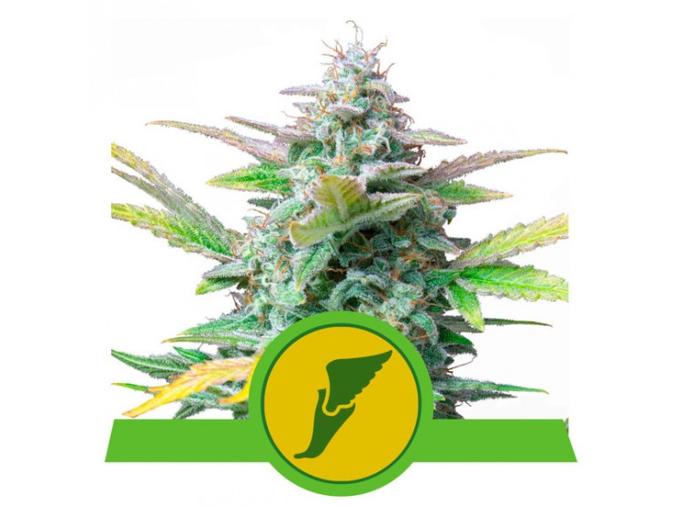 QUICK ONE AUTO X3 - ROYAL QUEEN SEEDS