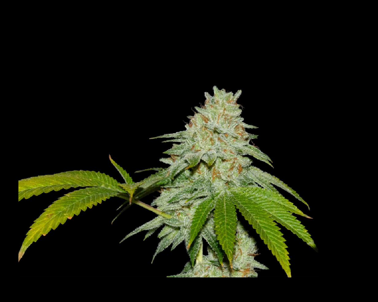 RUNTZ X FRUITY PEBBLES OG X3+1 - SECRET FILE