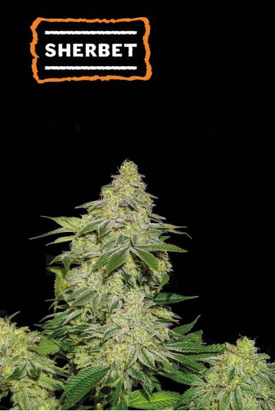 SHERBET AUTO X3 - SEED STOCKERS