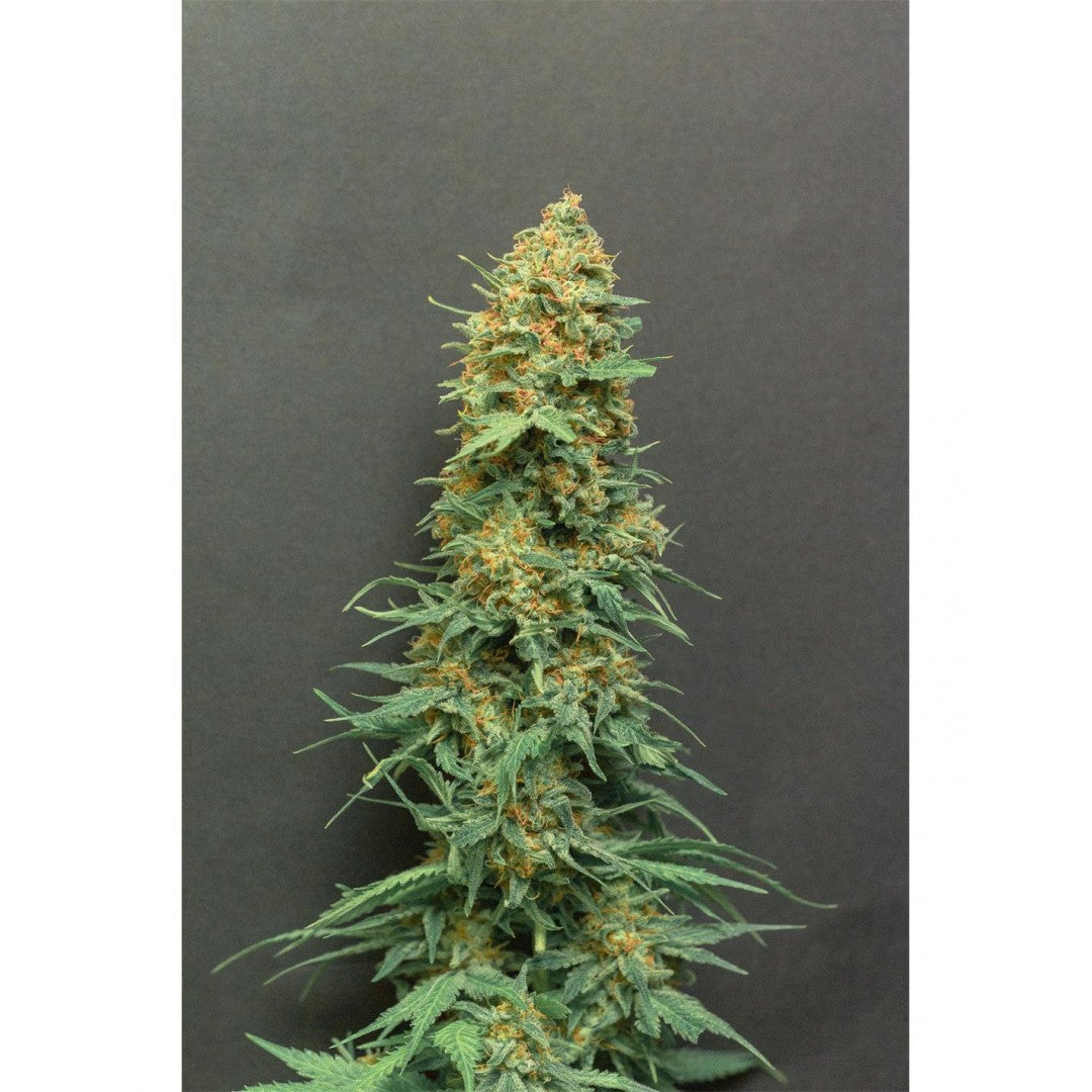 SPANISH RED ROSE X3 FEM - SPANISH PASSION SEEDS