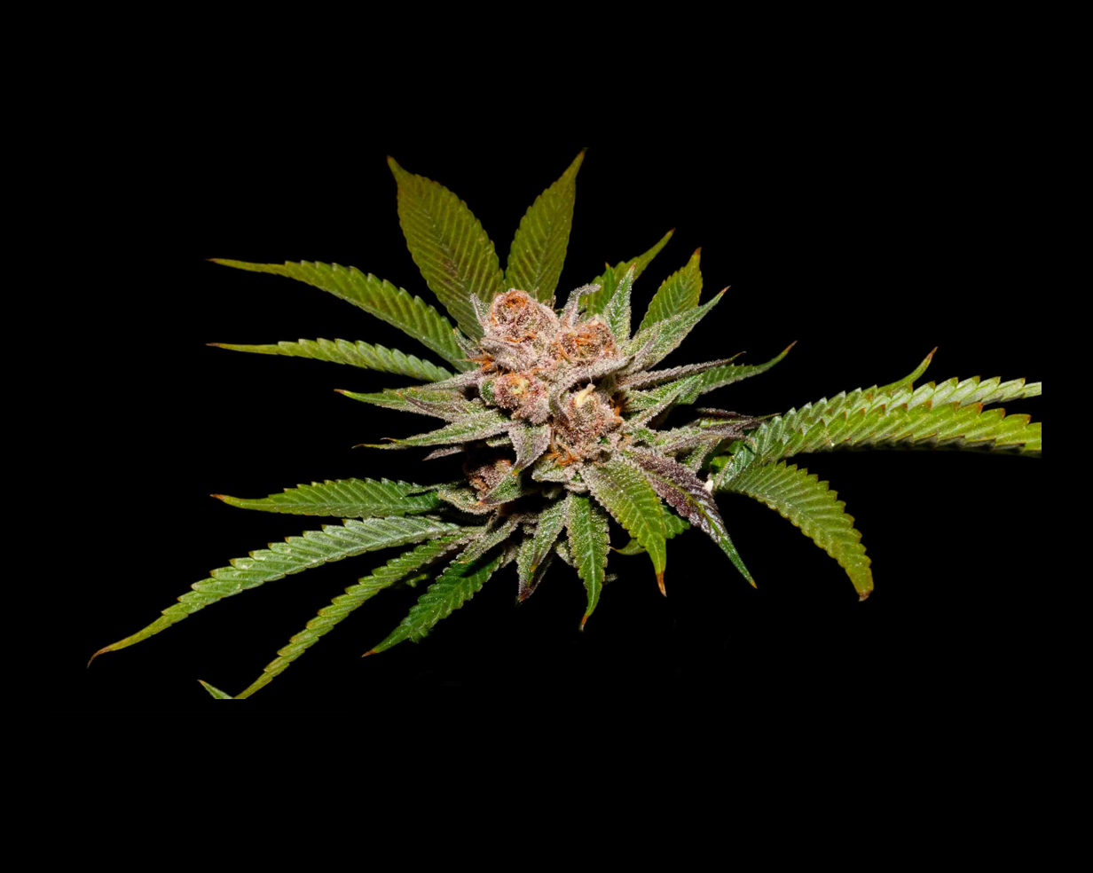 STRAWPICANNA X FRUITY PEBBLES OG X3+1 - SECRET FILE