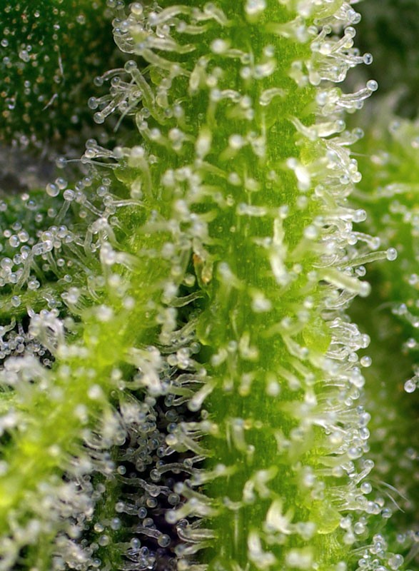 SWEET GELATO X3+1 AUTO - SWEET SEEDS
