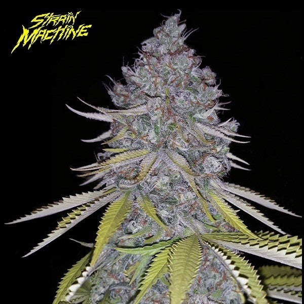 TROPICANNA LEMON AUTO X3 - STRAIN MACHINE