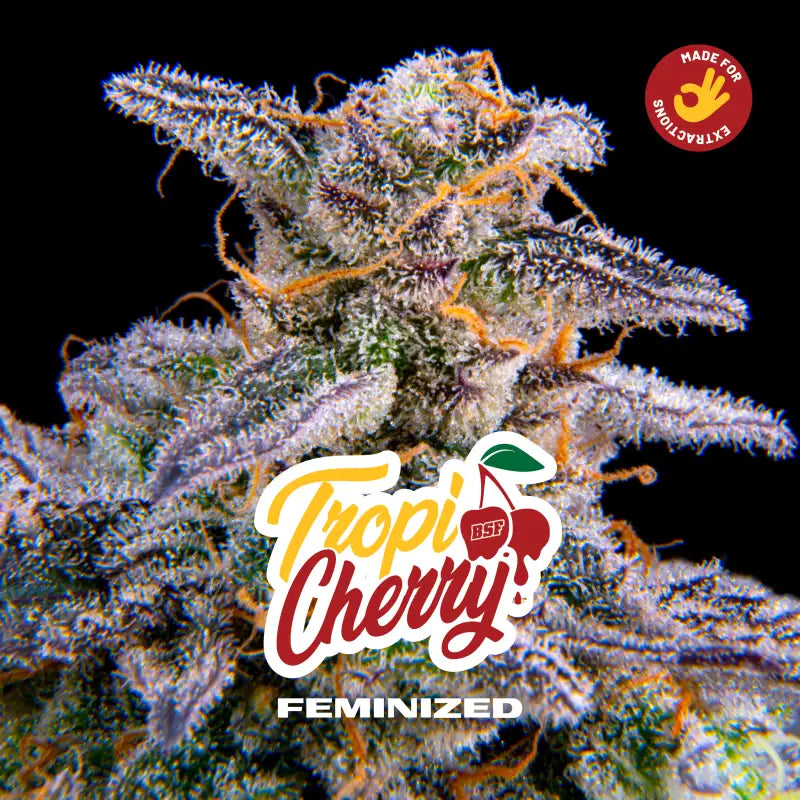 TROPICHERRY FEM X4 - BSF SEEDS