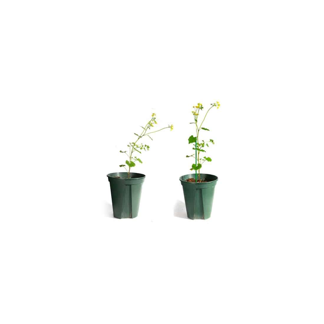 TUTORES PLASTICOS 100CM