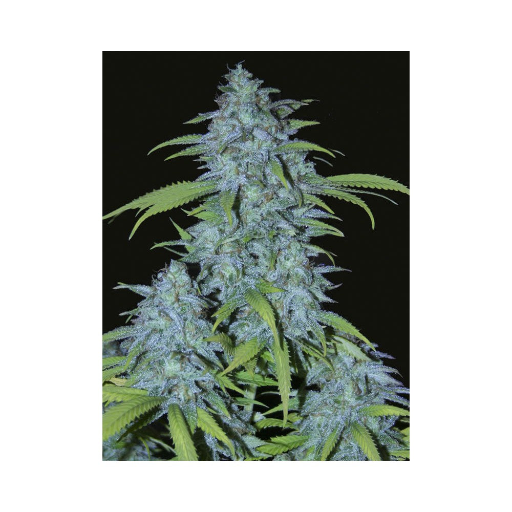 VENENO FEM X3+1 - EVA SEEDS