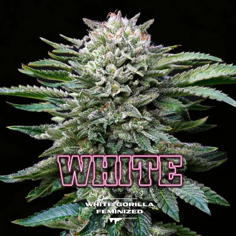WHITE GORILLA FEM X2 - BSF SEEDS