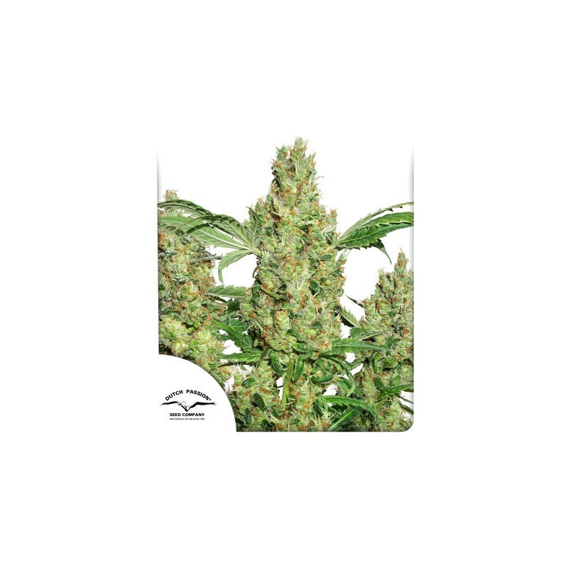 POWER PLANT X3 FEM - DUTCH PASSION