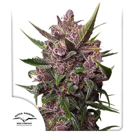 BLACKBERRY KUSH AUTO X3 - DUTCH PASSION