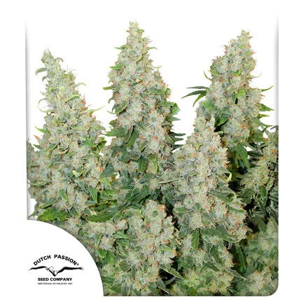 THINK DIFFERENT AUTO X3 - DUTCH PASSION