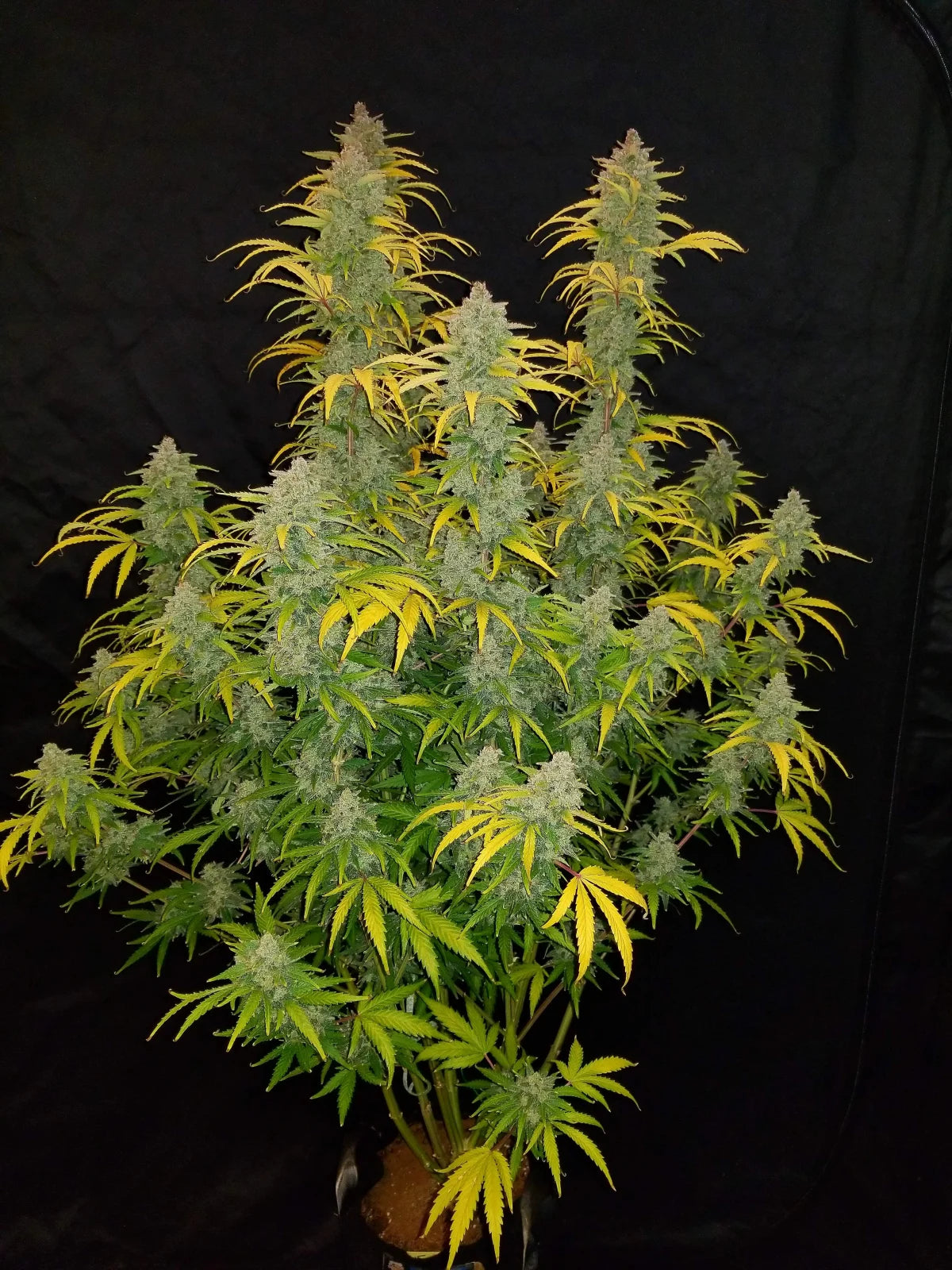 BLUE DREAM MATIC AUTO X3 - FAST BUDS