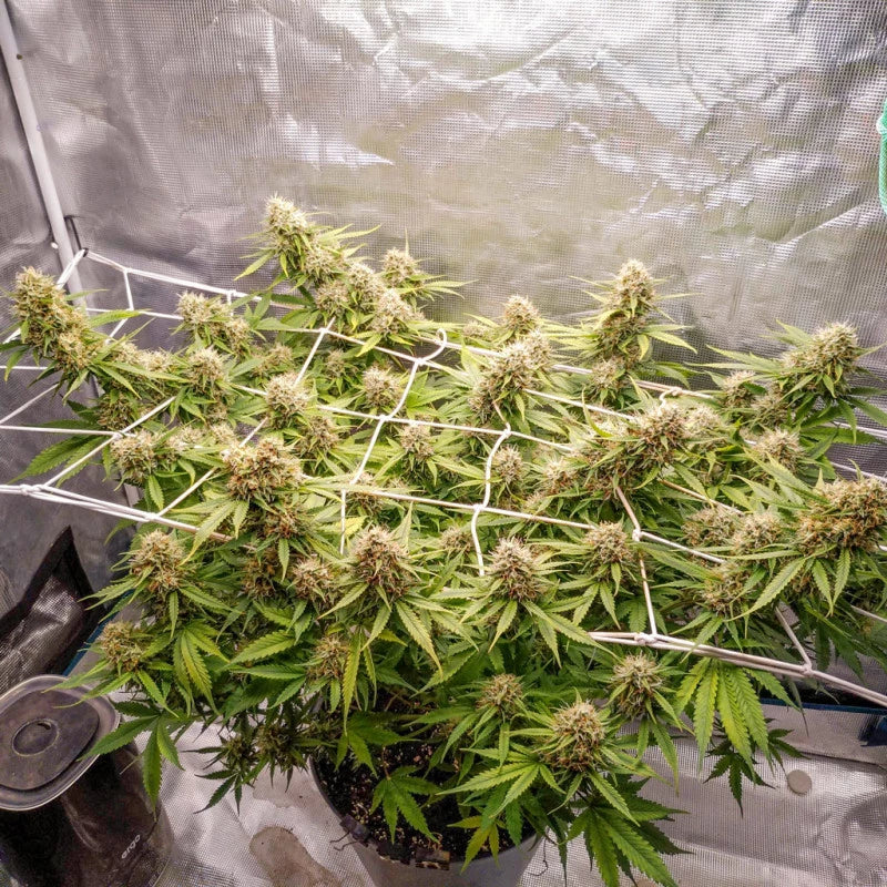 BLUEBERRY AUTO X3 - DUTCH PASSION