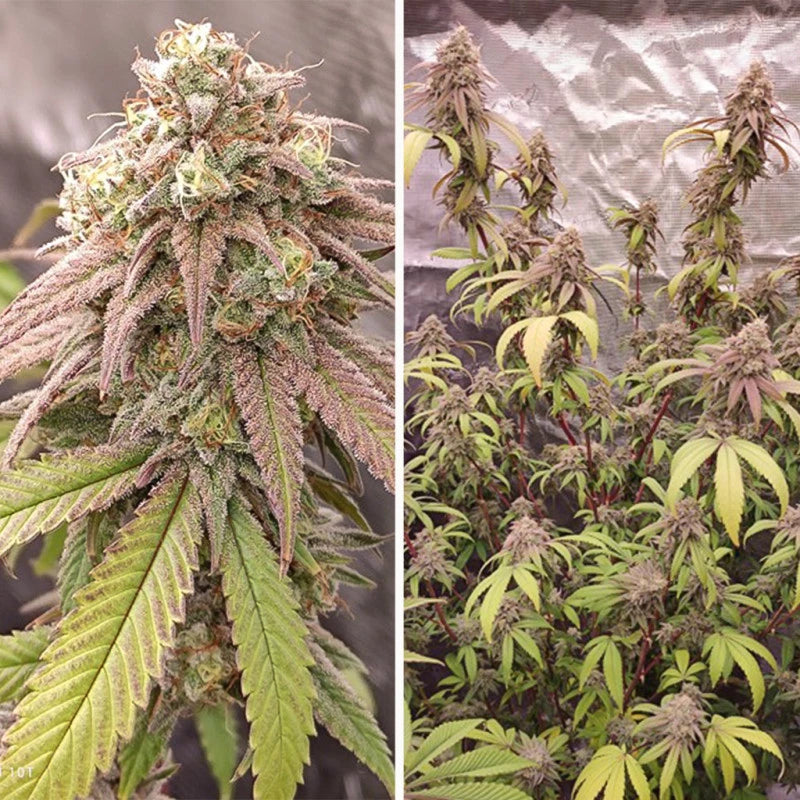 SKYWALKER HAZE AUTO X3 - DUTCH PASSION