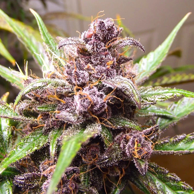 BLACKBERRY KUSH AUTO X3 - DUTCH PASSION