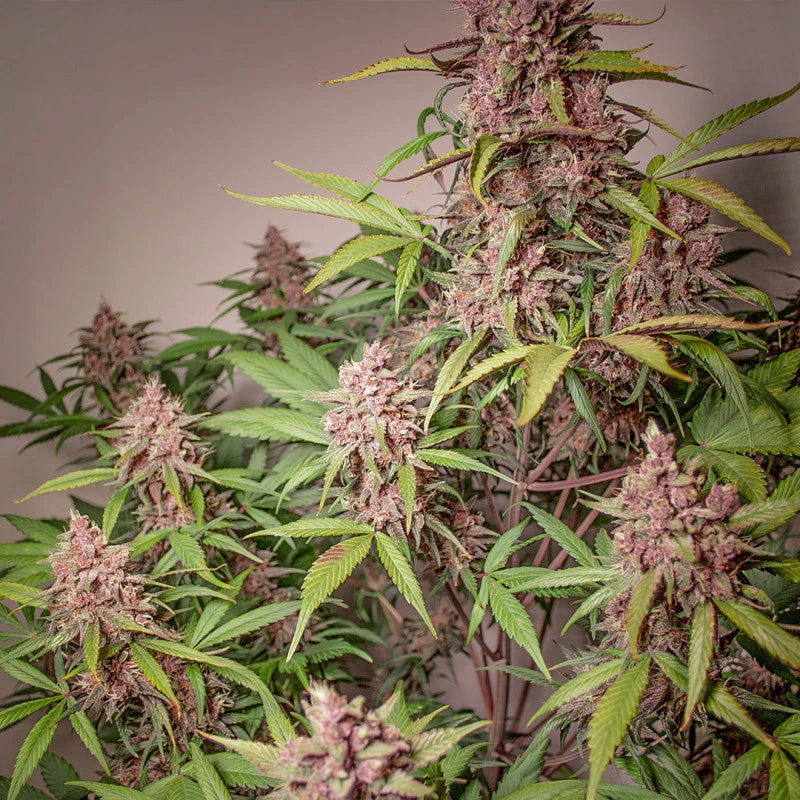 BLACKBERRY KUSH AUTO X3 - DUTCH PASSION