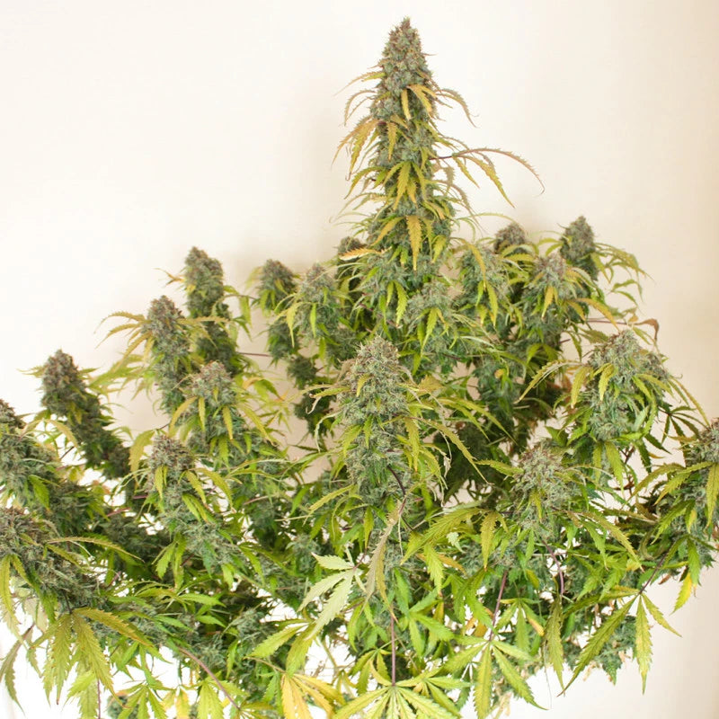 DAIQUIRI LIME AUTO X3 - DUTCH PASSION