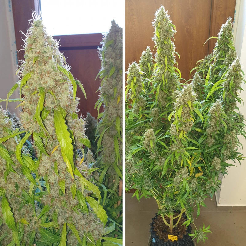 DAIQUIRI LIME AUTO X3 - DUTCH PASSION