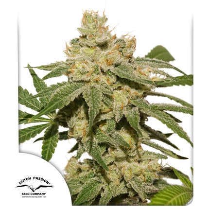 OH MY GUSHER AUTO X3 - DUTCH PASSION