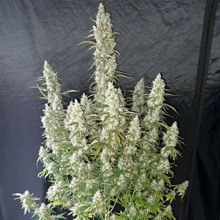 OH MY GUSHER AUTO X3 - DUTCH PASSION