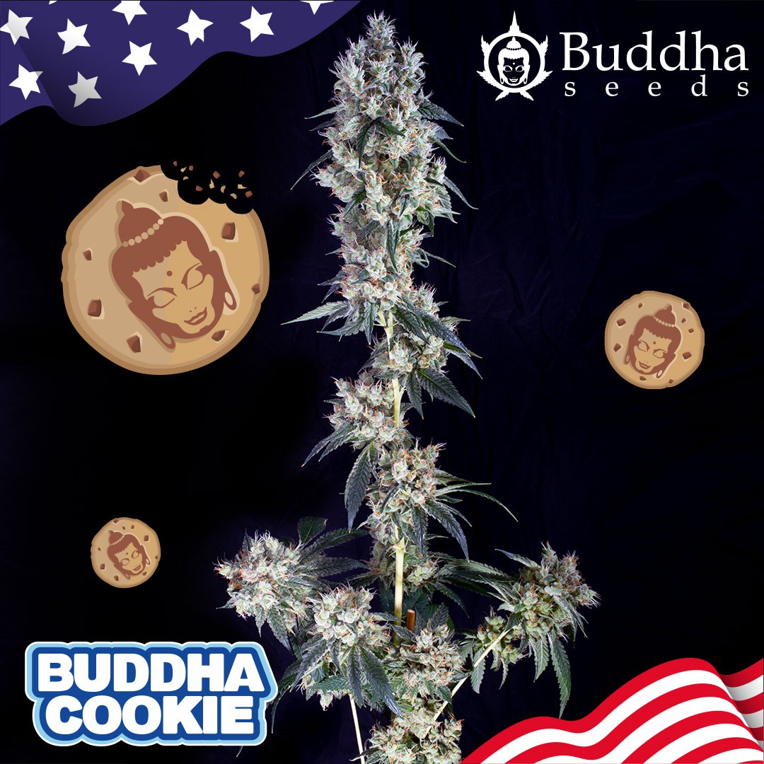 COOKIES X3+ 1 - BUDDHA SEEDS