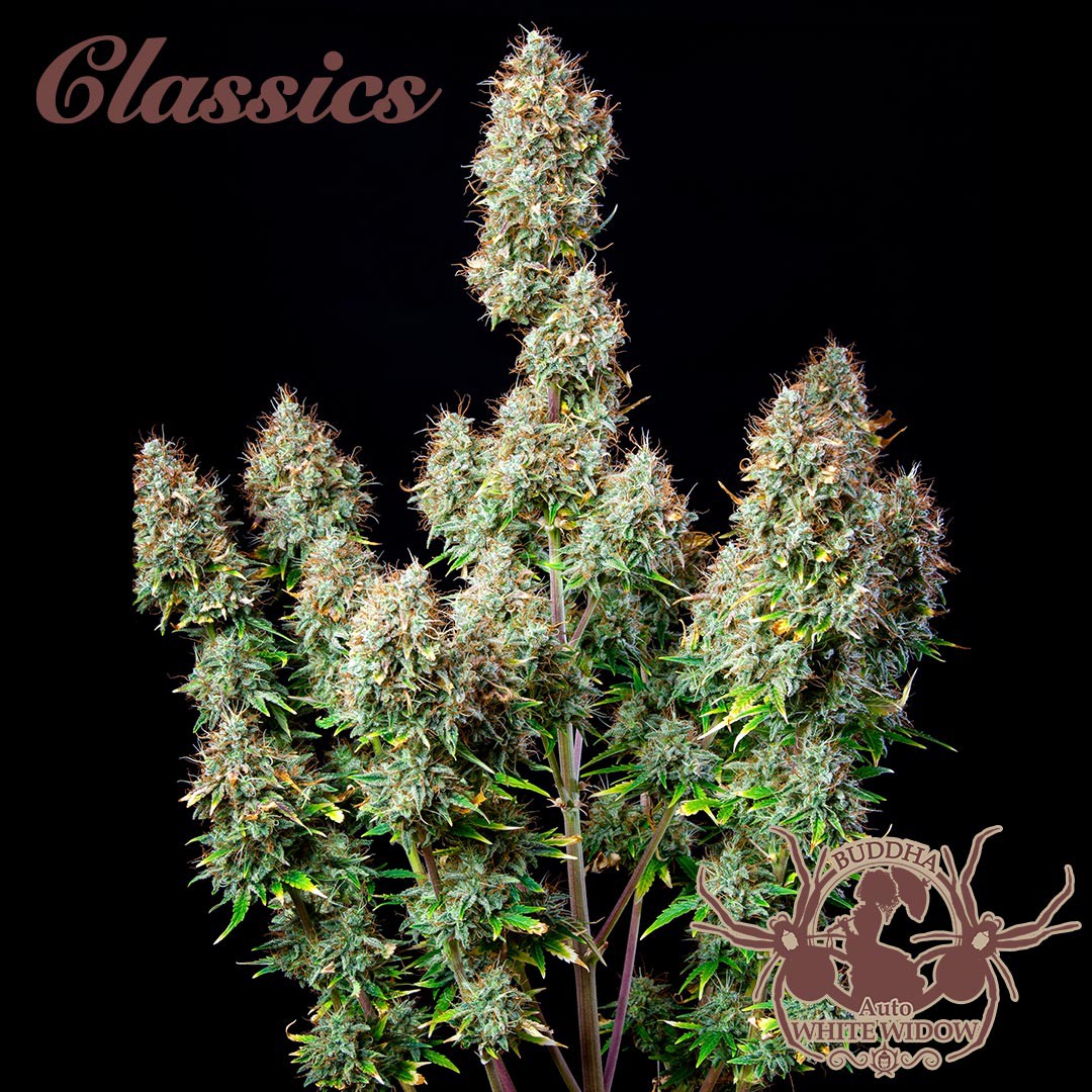 WHITE WIDOW AUTO X3 - BUDDHA SEEDS