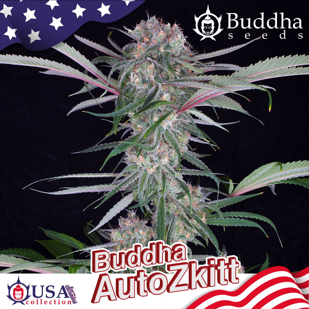 ZKITTLES AUTO X3+1 - BUDDHA SEEDS