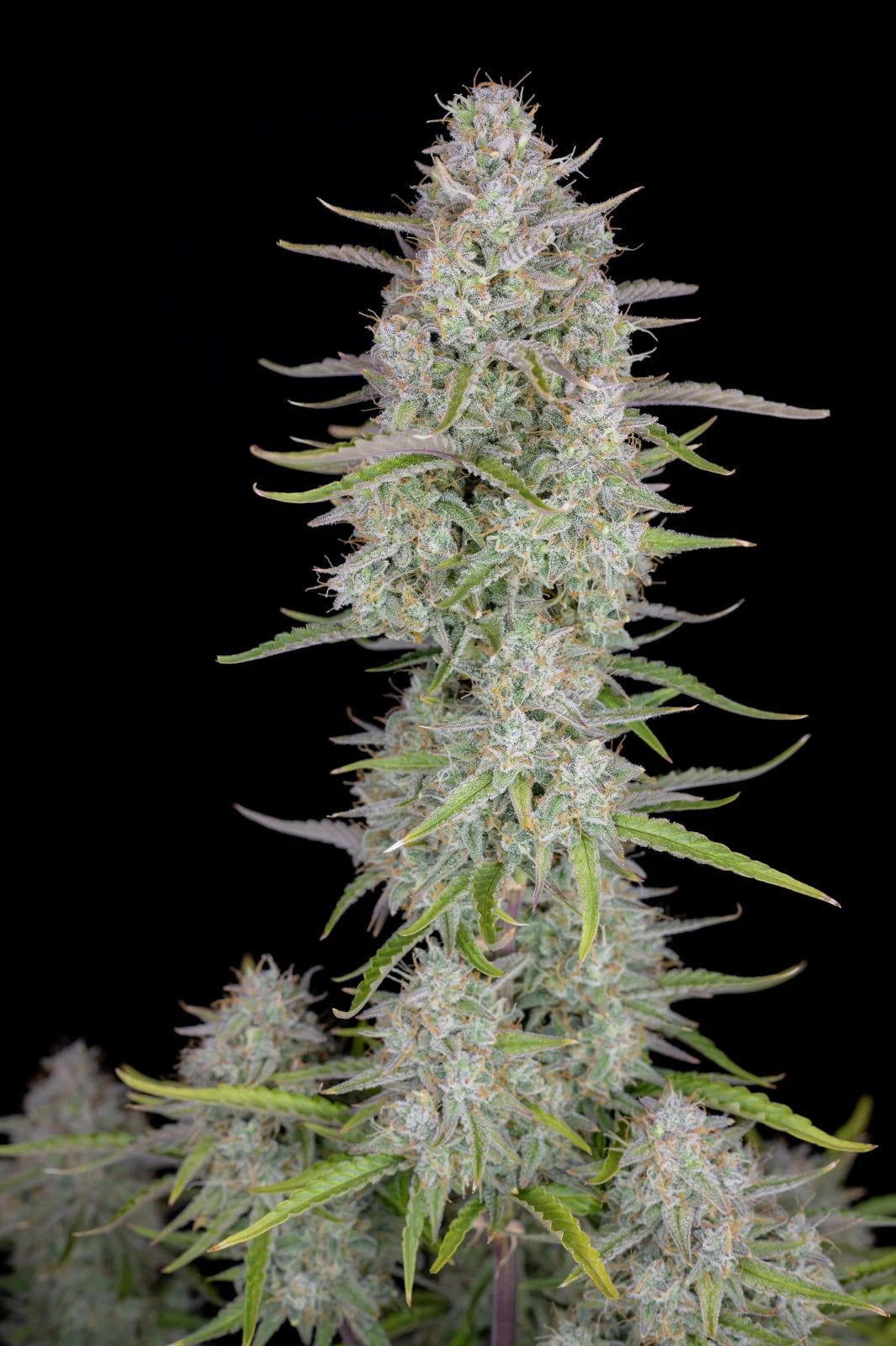 ORIGINAL CHEESE AUTO X1 - FAST BUDS