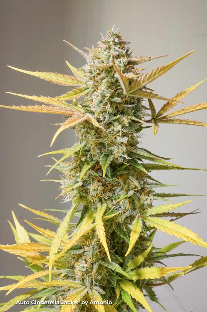 CINDERELLA JACK AUTO X3 - DUTCH PASSION X BUDDHA SEEDS