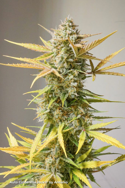 CINDERELLA JACK AUTO X3 - DUTCH PASSION X BUDDHA SEEDS
