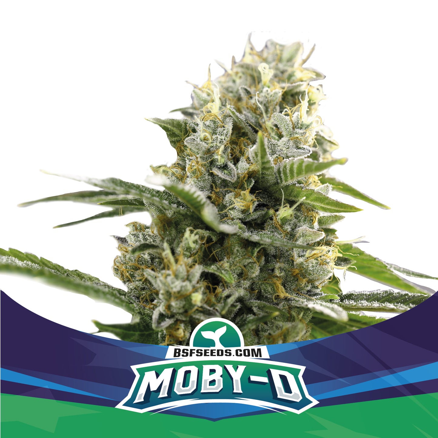 MOBY-D XXL AUTO - BSF