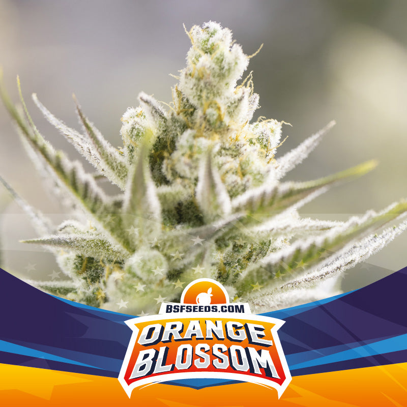 ORANGE BLOSSOM XXL AUTO - BSF