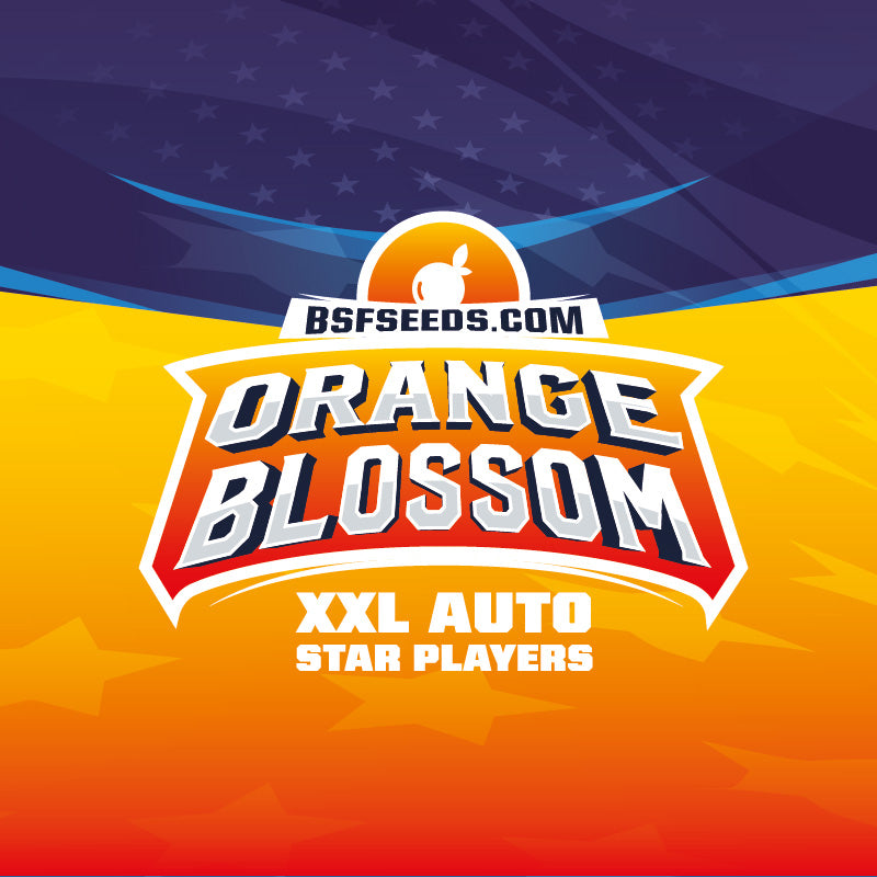ORANGE BLOSSOM XXL AUTO - BSF