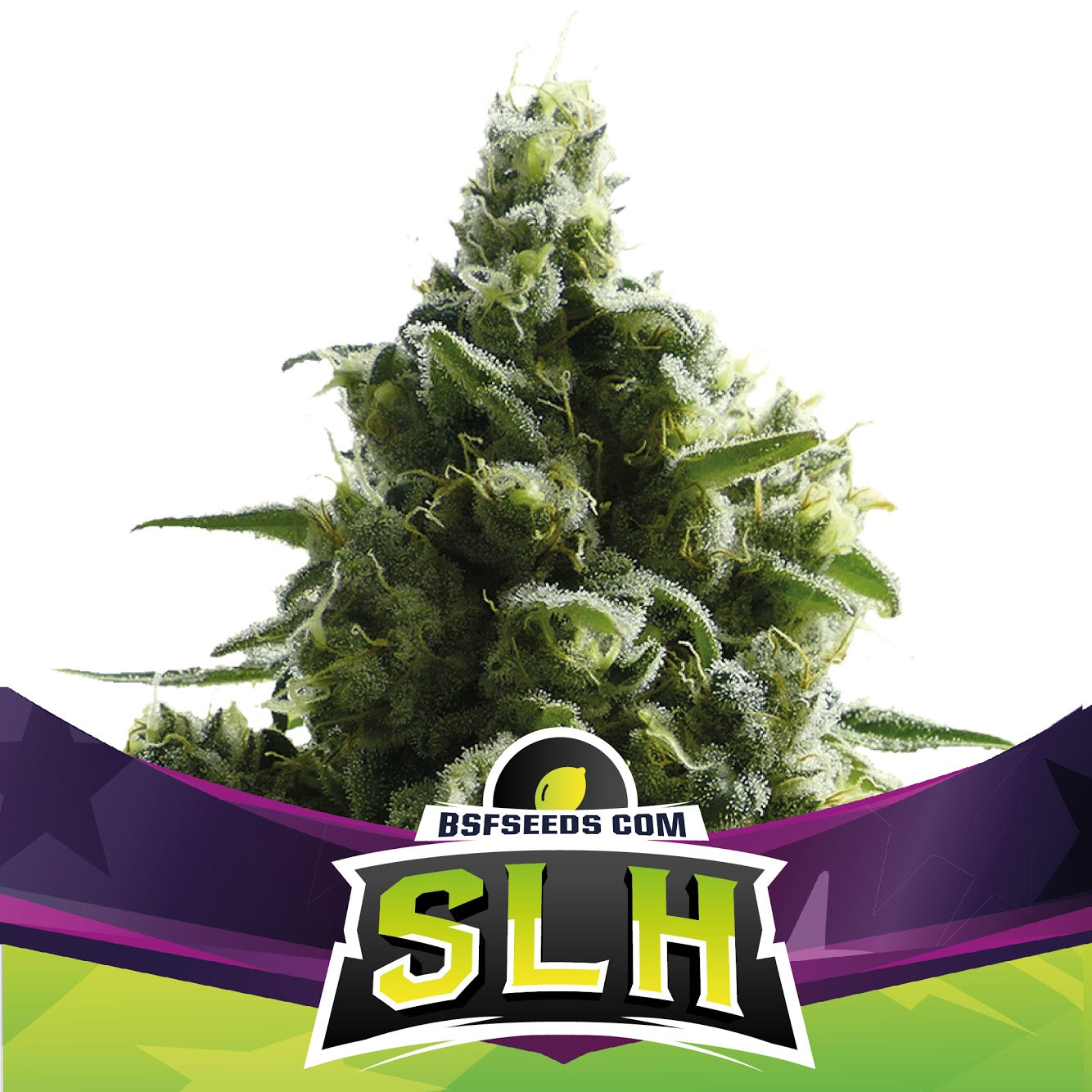 SUPER LEMON HAZE FEM - BSF