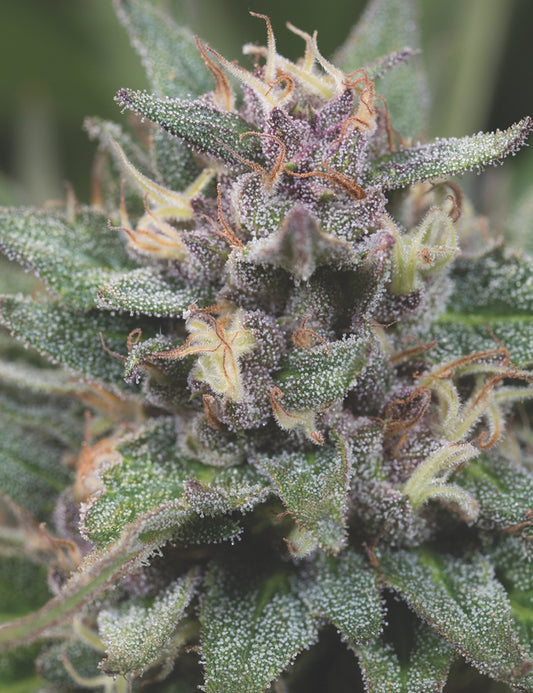 BLUEHELL AUTO X3+2 - MEDICAL SEEDS