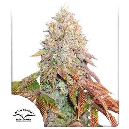 BANANA BLAZE AUTO X7 - DUTCH PASSION