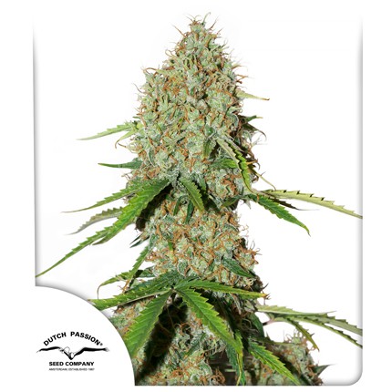BROOKLYN SUNRISE AUTO X3- DUTCH PASSION