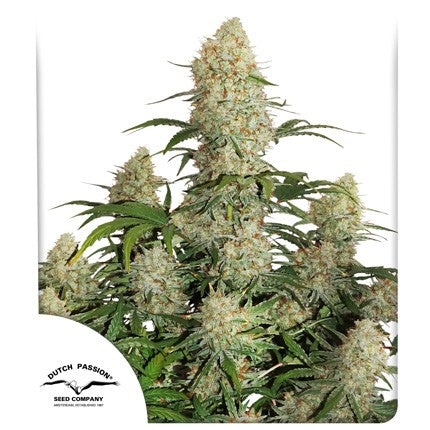 CRITICAL ORANGE PUNCH AUTO - DUTCH PASSION