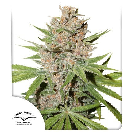 PASSION FRUIT X3 FEM - DUTCH PASSION