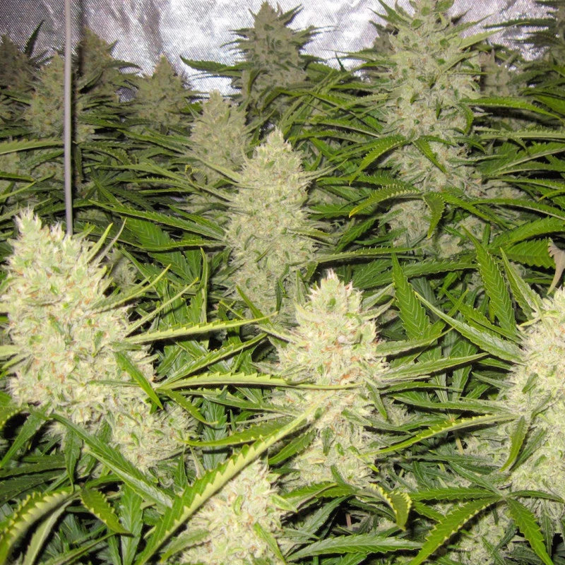 THINK DIFFERENT AUTO X3 - DUTCH PASSION