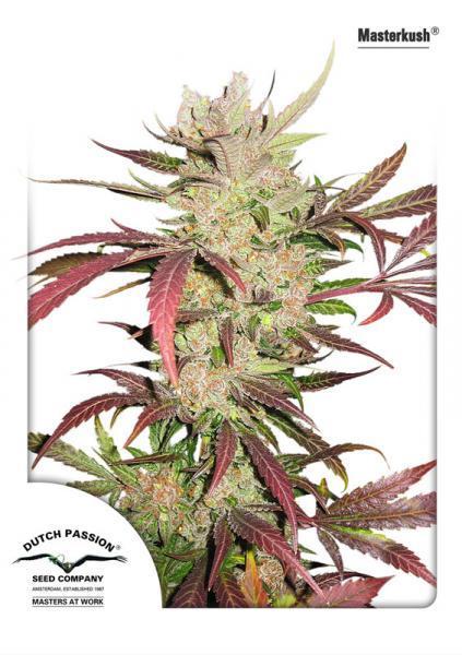 MASTER KUSH X3 FEM - DUTCH PASSION