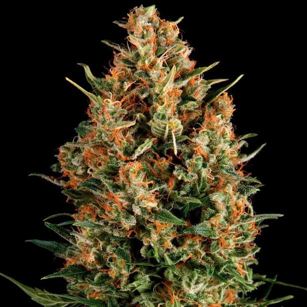 WEMBLEY AUTO - PYRAMID SEEDS