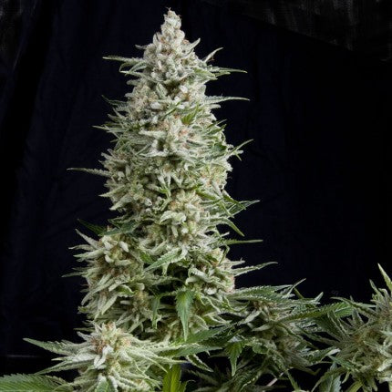 AMNESIA GOLD FEM - PYRAMID SEEDS