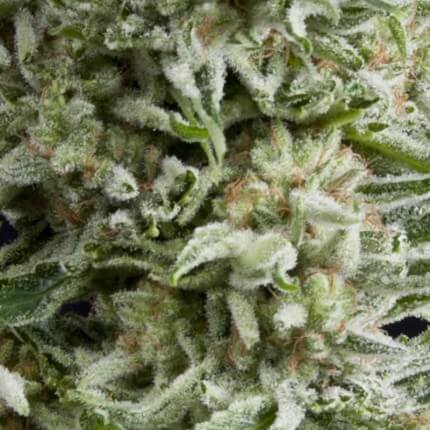 AMNESIA GOLD AUTO - PYRAMID SEEDS