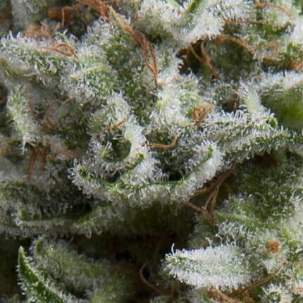 ANESTHESIA AUTO - PYRAMID SEEDS