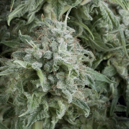 ANUBIS AUTO - PYRAMID SEEDS
