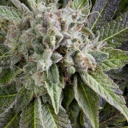 BLUE PYRAMID AUTO - PYRAMID SEEDS